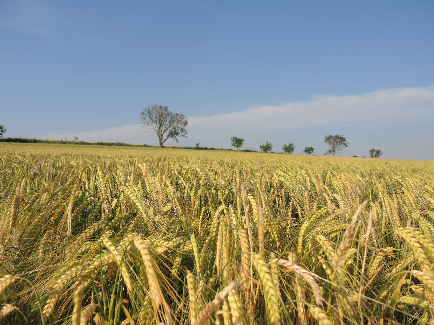 2021 Juni_rund um Altenmarkt © Andrea Uhl LK NÖ (11).jpg © Andrea Uhl LK NÖ 2021 Juni_rund um Altenmarkt © Andrea Uhl LK NÖ (11).jpg © Andrea Uhl LK NÖ