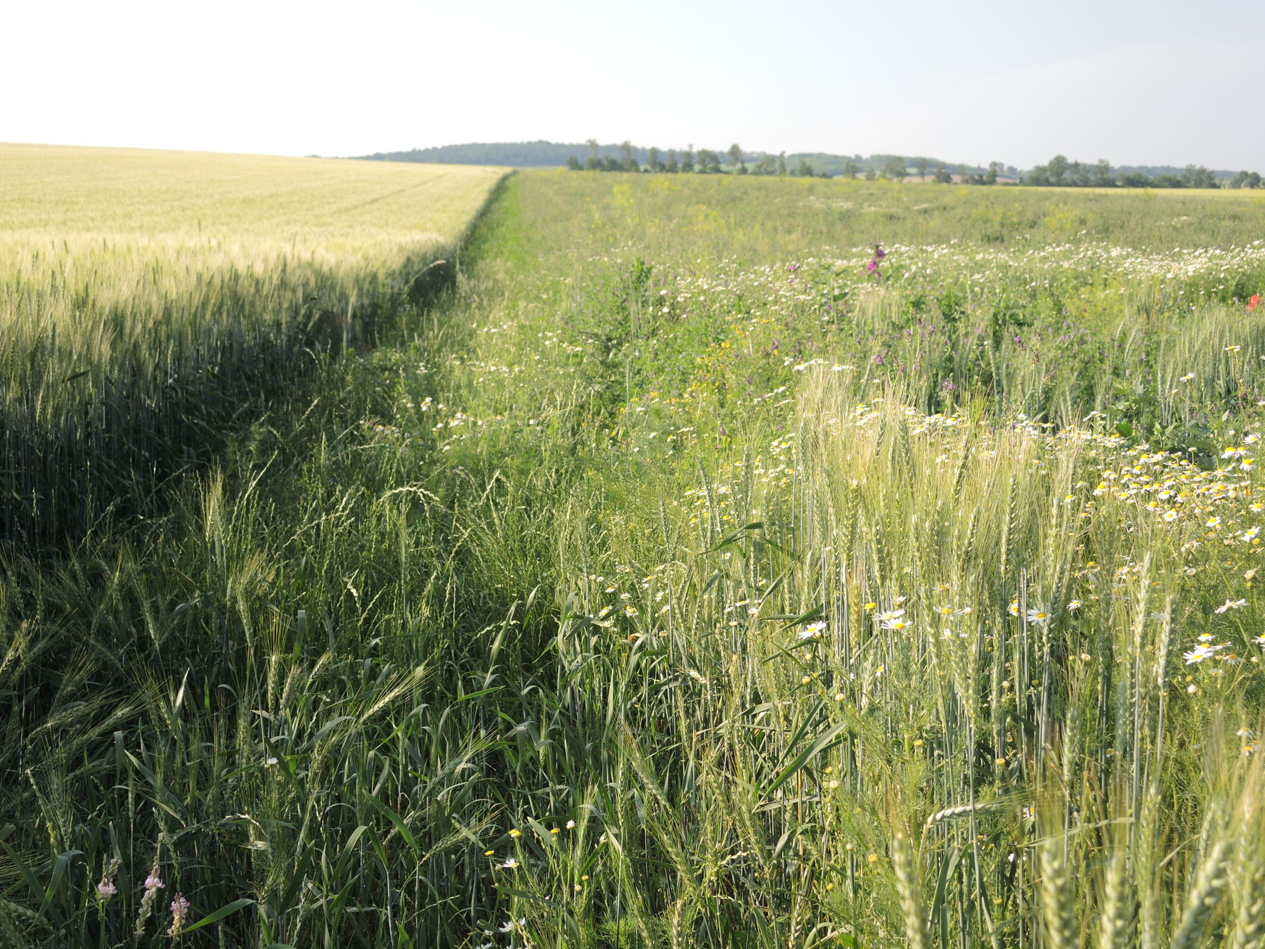 © Andrea Uhl LK NÖ © Andrea Uhl LK NÖ