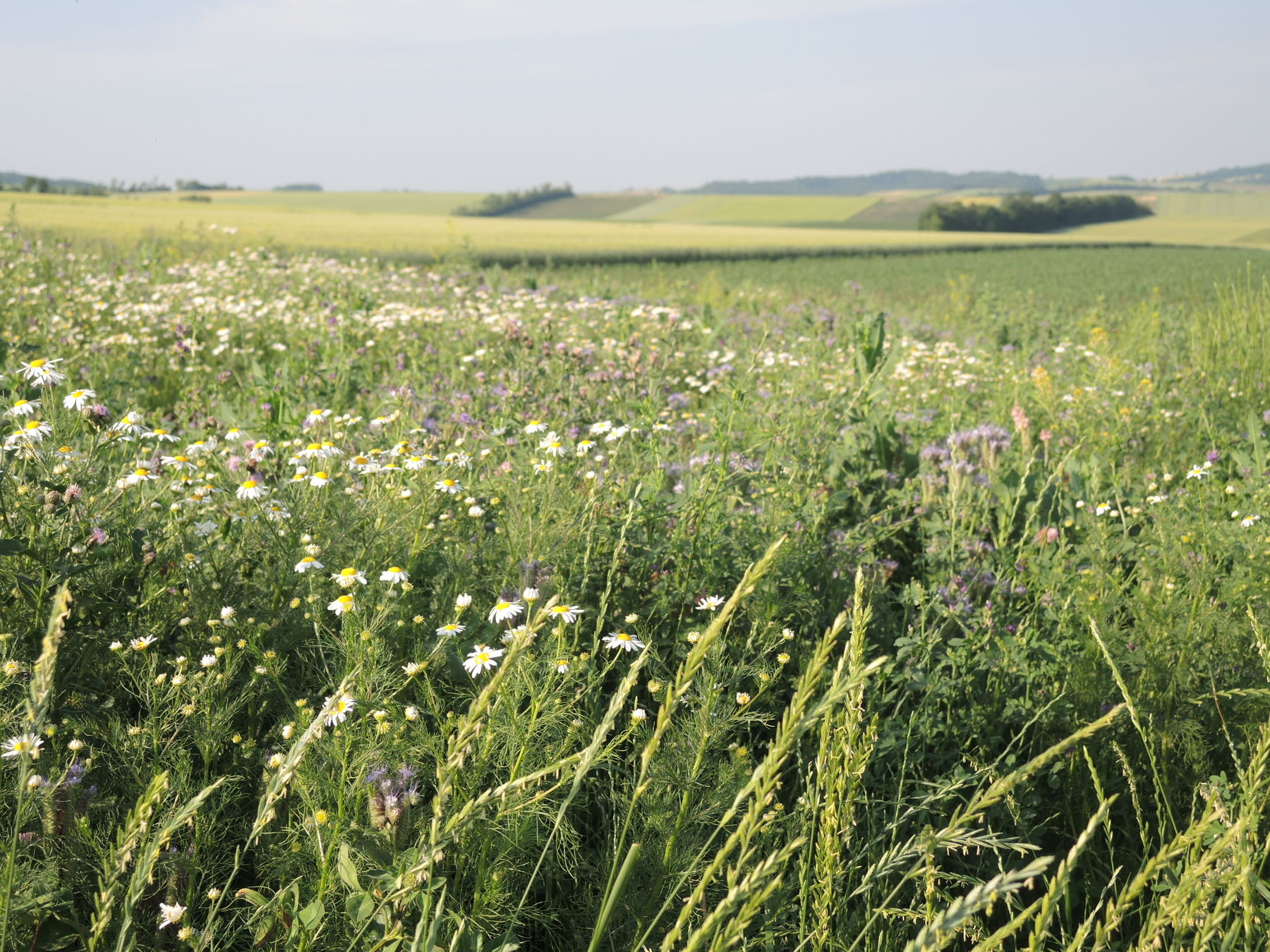 © Andrea Uhl LK NÖ © Andrea Uhl LK NÖ