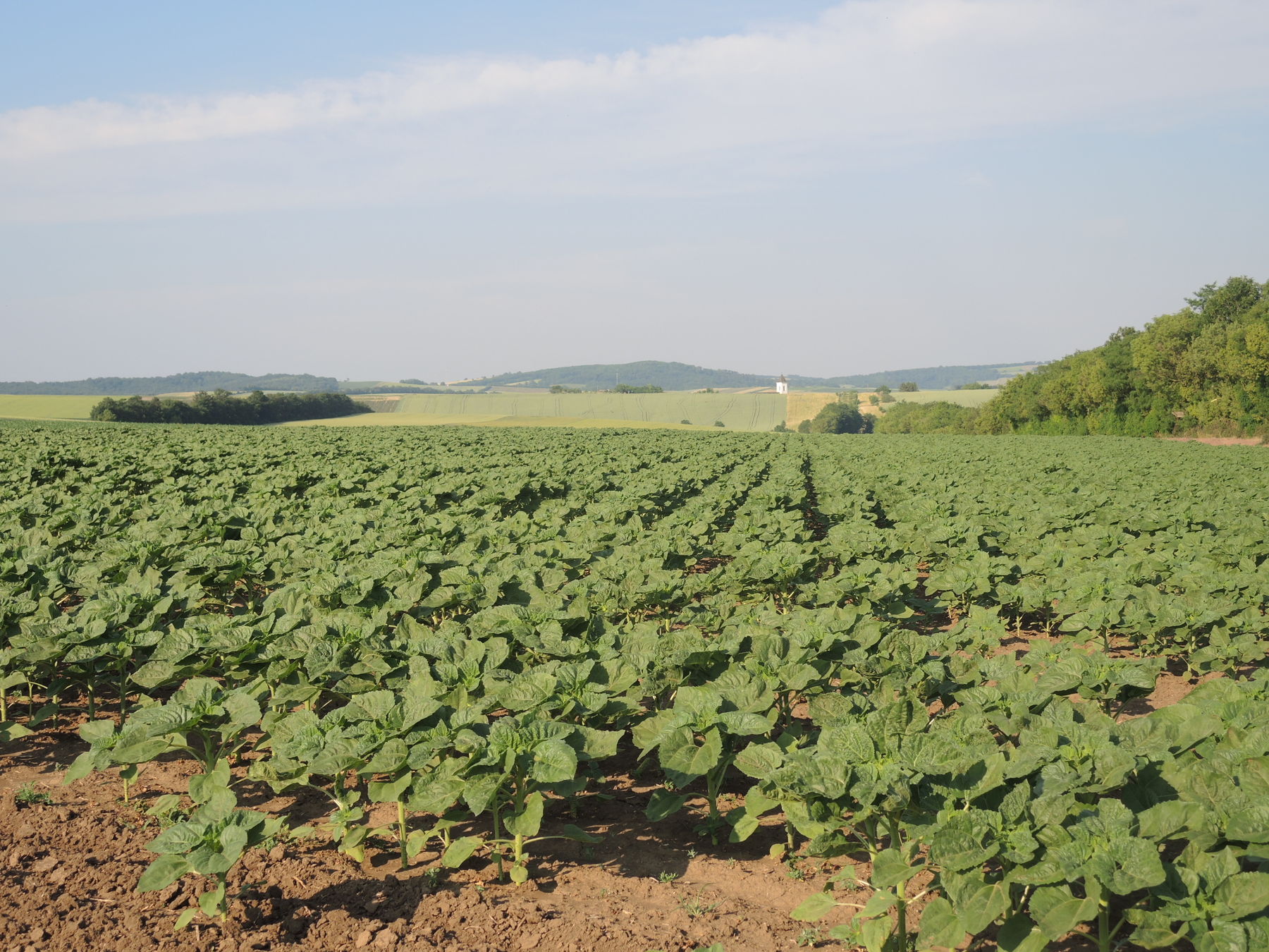 © Andrea Uhl LK NÖ © Andrea Uhl LK NÖ