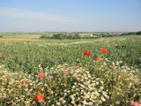 Sommerbeginn © Andrea Uhl LK NÖ