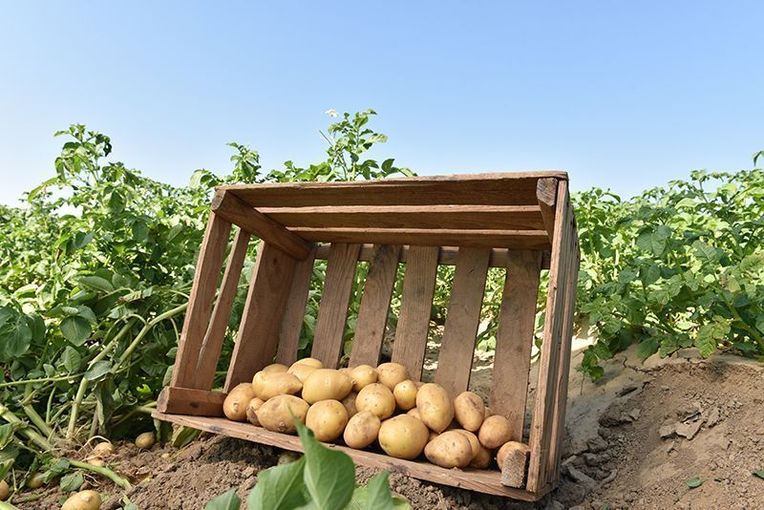 Feldstimmung_53.jpg © EZG Eferdinger Landl Erdäpfel