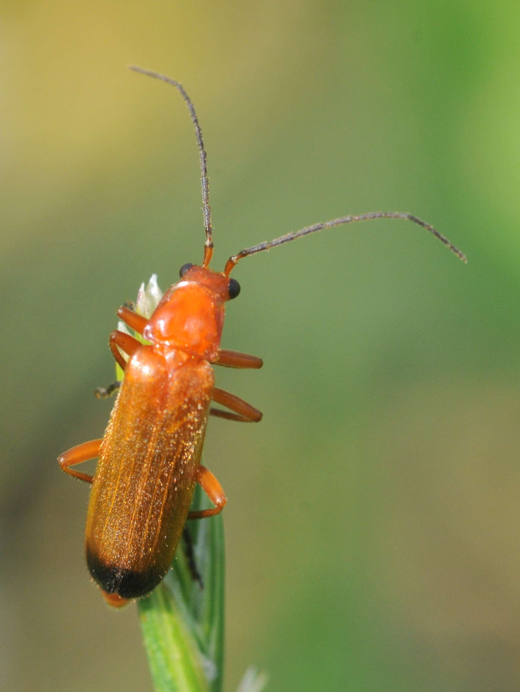 Bild_4_Weichkäfer.jpg © Landwirtschaftskammer Oberösterreich/Seiter