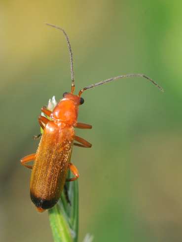 Bild_4_Weichkäfer.jpg © Landwirtschaftskammer Oberösterreich/Seiter Bild_4_Weichkäfer.jpg © Landwirtschaftskammer Oberösterreich/Seiter