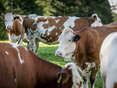 Rinder auf der Weide © Netzwerk Kulinark/wildbild.at