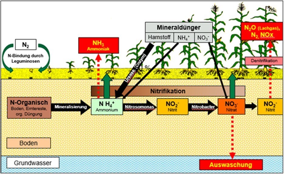 Das ABC Der Düngung -Teil 4: Stickstoff (N) | Landwirtschaftskammer Kärnten