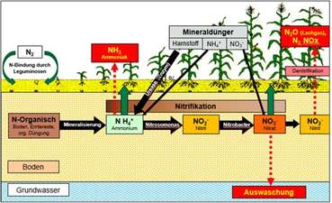Grafik Darstellung der N Umwandlungsprozesse im Boden BWSB Falkensteiner.jpg