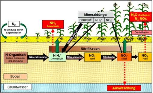 Das ABC der Düngung Teil 4 Stickstoff (N) Landwirtschaftskammer Kärnten