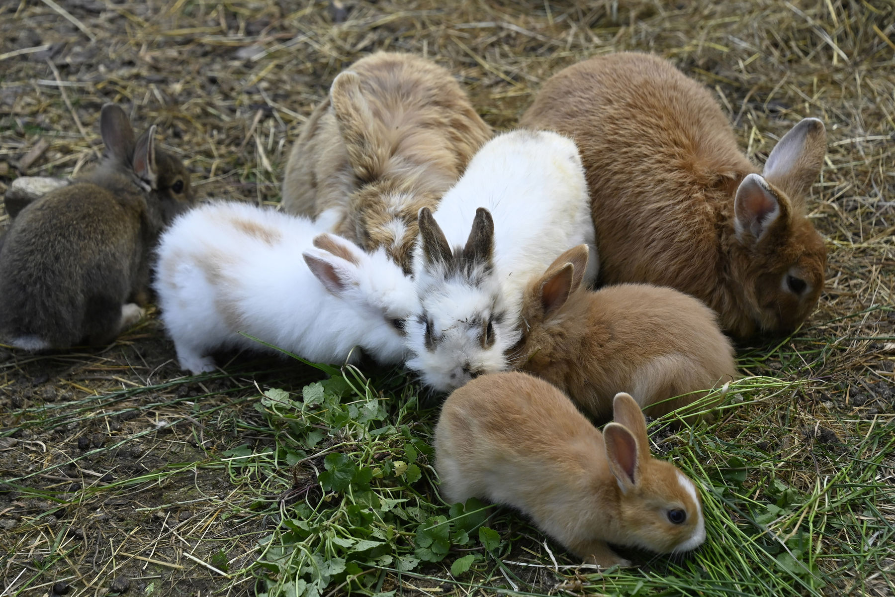 © Peter Kainrath © Peter Kainrath