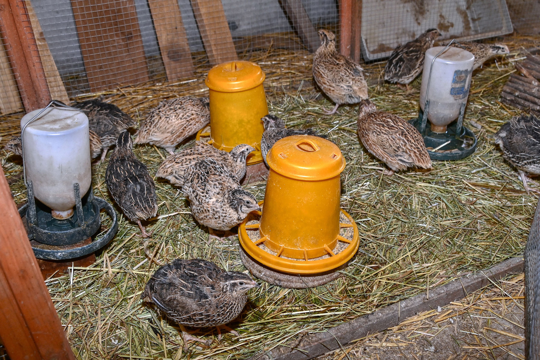 © Peter Kainrath © Peter Kainrath