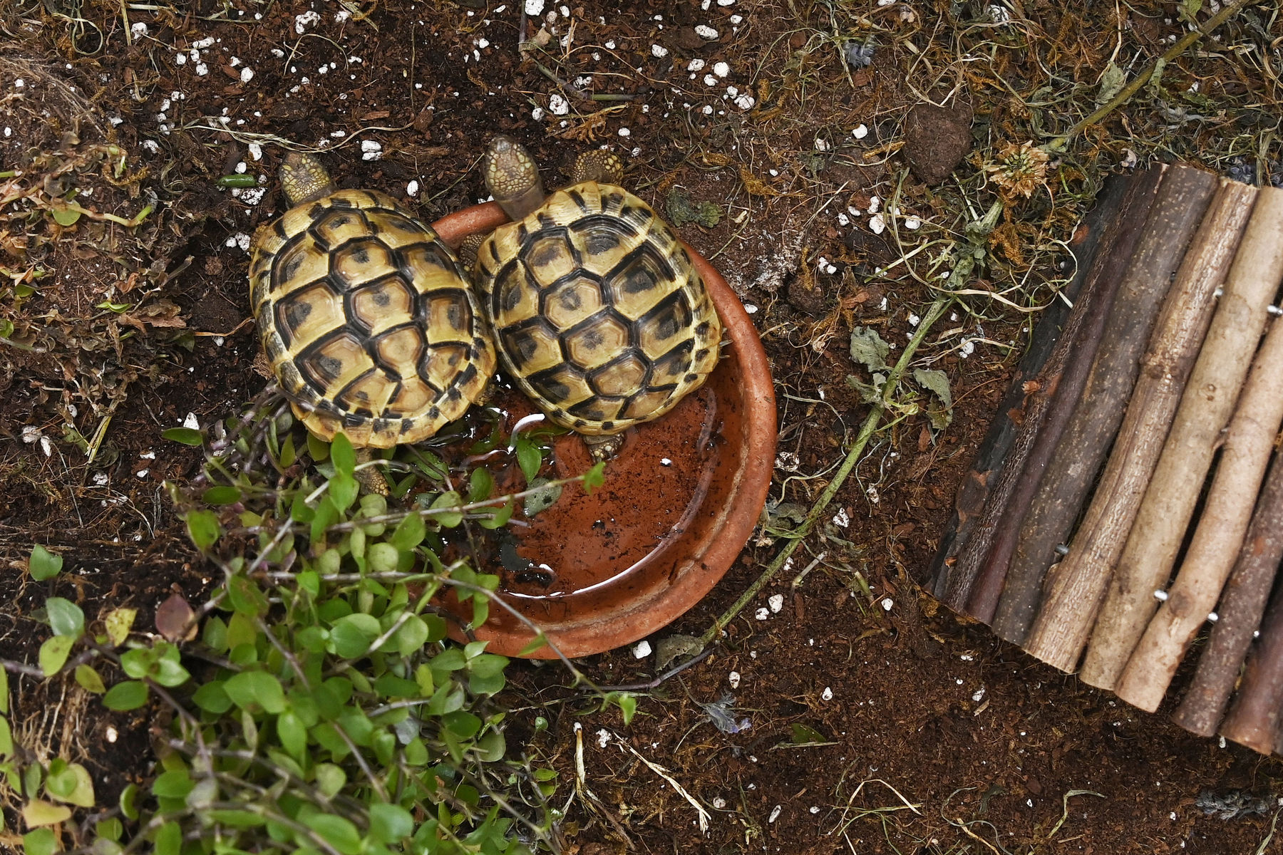 © Peter Kainrath © Peter Kainrath