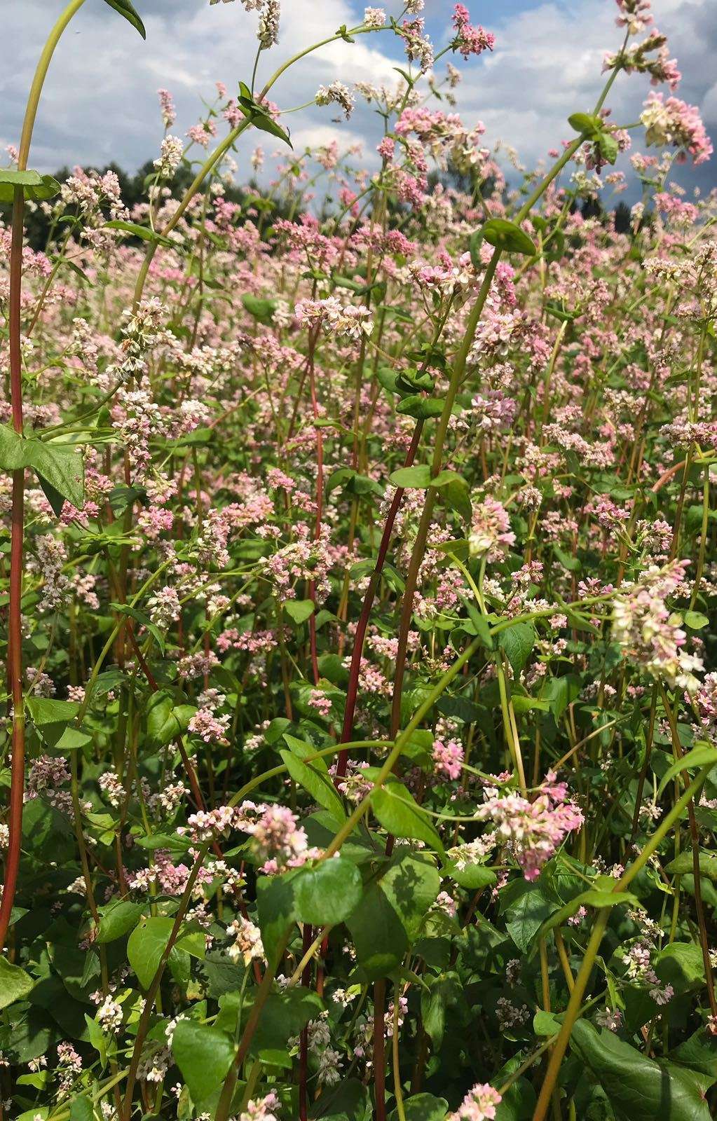 Buchweizen.jpg © LK Kärnten/Christine Petritz Buchweizen.jpg © LK Kärnten/Christine Petritz