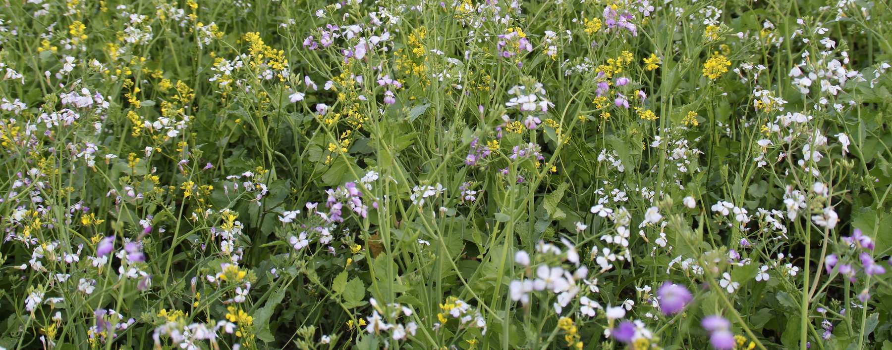 IMG_8523.jpg © LK Kärnten/Christine Petritz IMG_8523.jpg © LK Kärnten/Christine Petritz