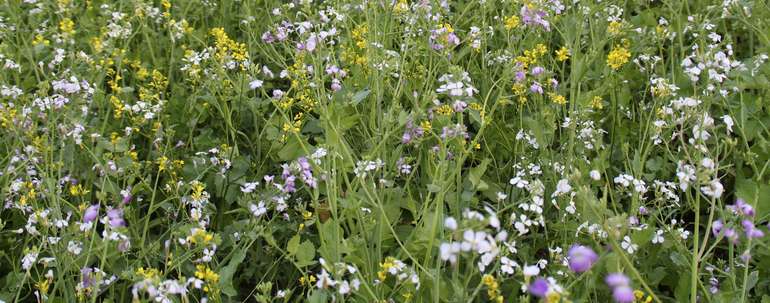 IMG_8523.jpg © LK Kärnten/Christine Petritz IMG_8523.jpg © LK Kärnten/Christine Petritz