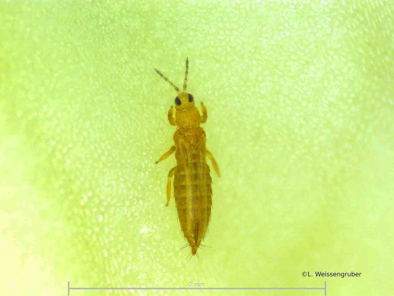Zwiebelthrips Zwiebelthrips