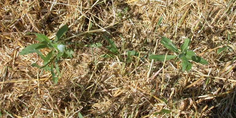 Distel nach Drusch.jpg Distel nach Drusch.jpg