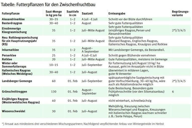 Zwischenfrucht.jpg © LK Kärnten