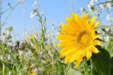  © Bienenzentrum OÖ/Frühwirth