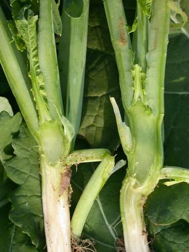 Raps-Vegetationskegel Herbst 1.jpg Raps-Vegetationskegel Herbst 1.jpg