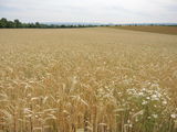 Feldfrüchte Sommer 2021 © Andrea Uhl LK NÖ