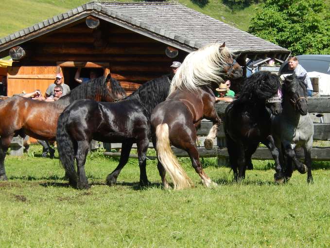 Noriker-"Chefs" in Grieswies stehen fest.jpg