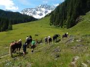 Noriker- Chefs  in Grieswies stehen fest.jpg © Pfuner Noriker- Chefs  in Grieswies stehen fest.jpg © Pfuner
