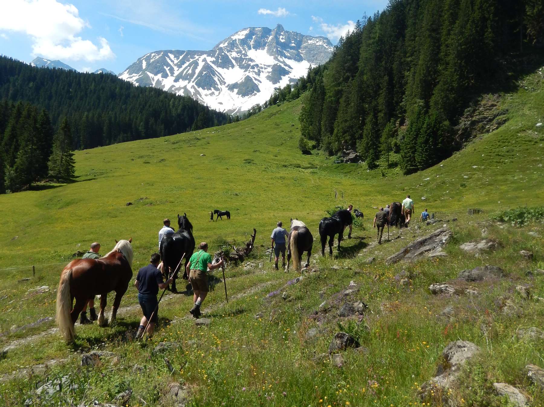 Noriker- Chefs  in Grieswies stehen fest.jpg © Pfuner Noriker- Chefs  in Grieswies stehen fest.jpg © Pfuner