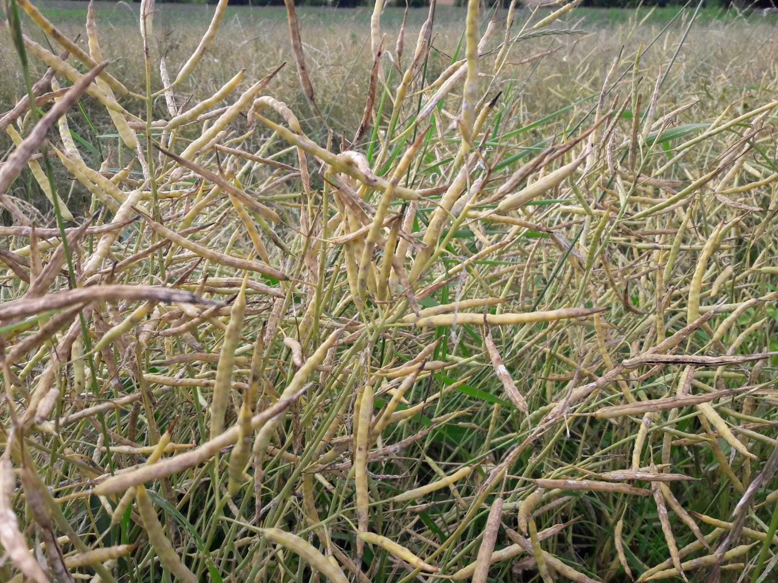 Schwerpunkt Biorapsanbau - Flächen werden gesucht! © BWSB