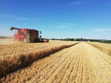 Bilder von der Ernte des Wintergersten- Praxisdüngeversuches in Ried im Traunkreis##+##6. Juli 2021