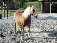 Pferd © KK