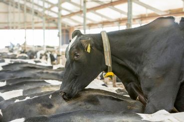 Durch den Sensor, der am Halsband der Tiere angebracht wird, ist es möglich, Brunstereignisse auch zu erfassen.