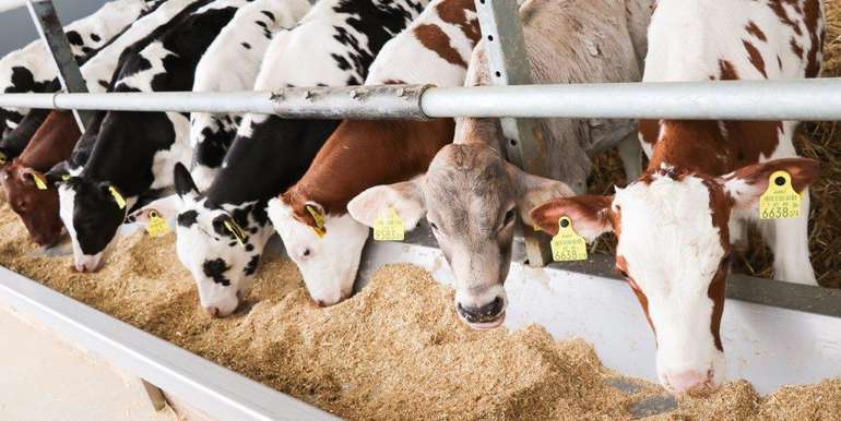 Der Mischwagen teilt Kälber-TMR aus gehäckseltem Gerstenstroh, Gerstenschrot, gequetschtem Körnermais, Rübentrockenschnitzel, Melasse und einer Eiweißmischung aus Soja- und Rapsschrot zu. Der Mischwagen teilt Kälber-TMR aus gehäckseltem Gerstenstroh, Gerstenschrot, gequetschtem Körnermais, Rübentrockenschnitzel, Melasse und einer Eiweißmischung aus Soja- und Rapsschrot zu.