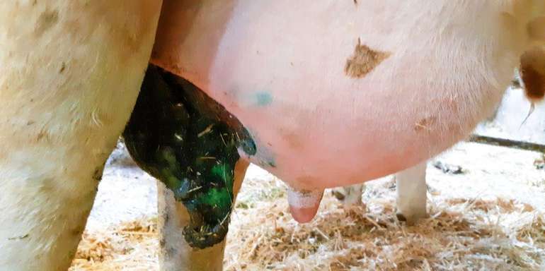 Das dunkel gefärbte Euterviertel ist nach einer Coli-Mastitis abgestorben. © Julia Zehetner/LK Niederösterreich Das dunkel gefärbte Euterviertel ist nach einer Coli-Mastitis abgestorben. © Julia Zehetner/LK Niederösterreich