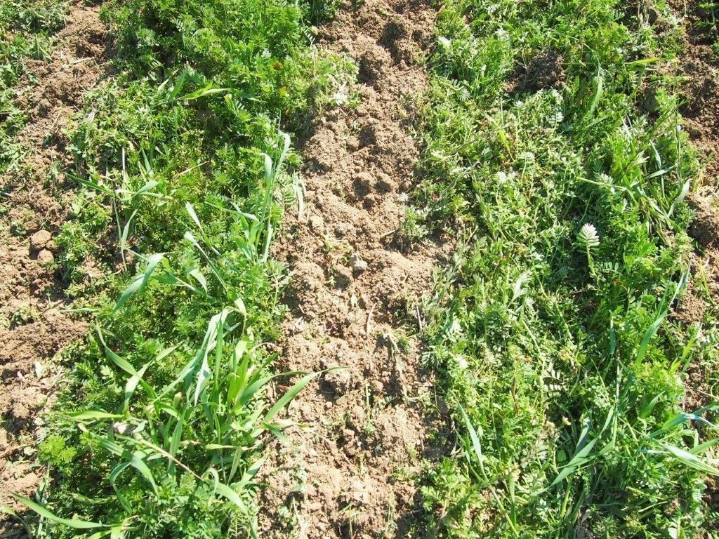 Entwicklung der Lebendmulchbestände im Reihenzwischenraum am EIP-Versuchsstandort Ameis vom  27. April 2020. © Martin Fischl/LK Niederösterreich Entwicklung der Lebendmulchbestände im Reihenzwischenraum am EIP-Versuchsstandort Ameis vom  27. April 2020. © Martin Fischl/LK Niederösterreich