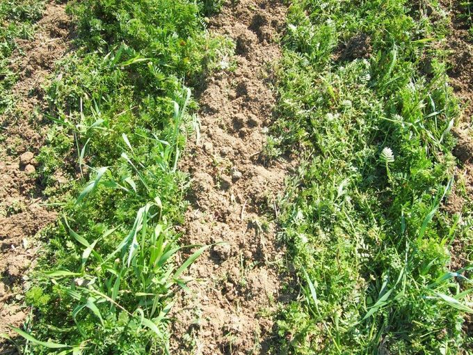 Entwicklung der Lebendmulchbestände im Reihenzwischenraum am EIP-Versuchsstandort Ameis vom  27. April 2020. © Martin Fischl/LK Niederösterreich Entwicklung der Lebendmulchbestände im Reihenzwischenraum am EIP-Versuchsstandort Ameis vom  27. April 2020. © Martin Fischl/LK Niederösterreich