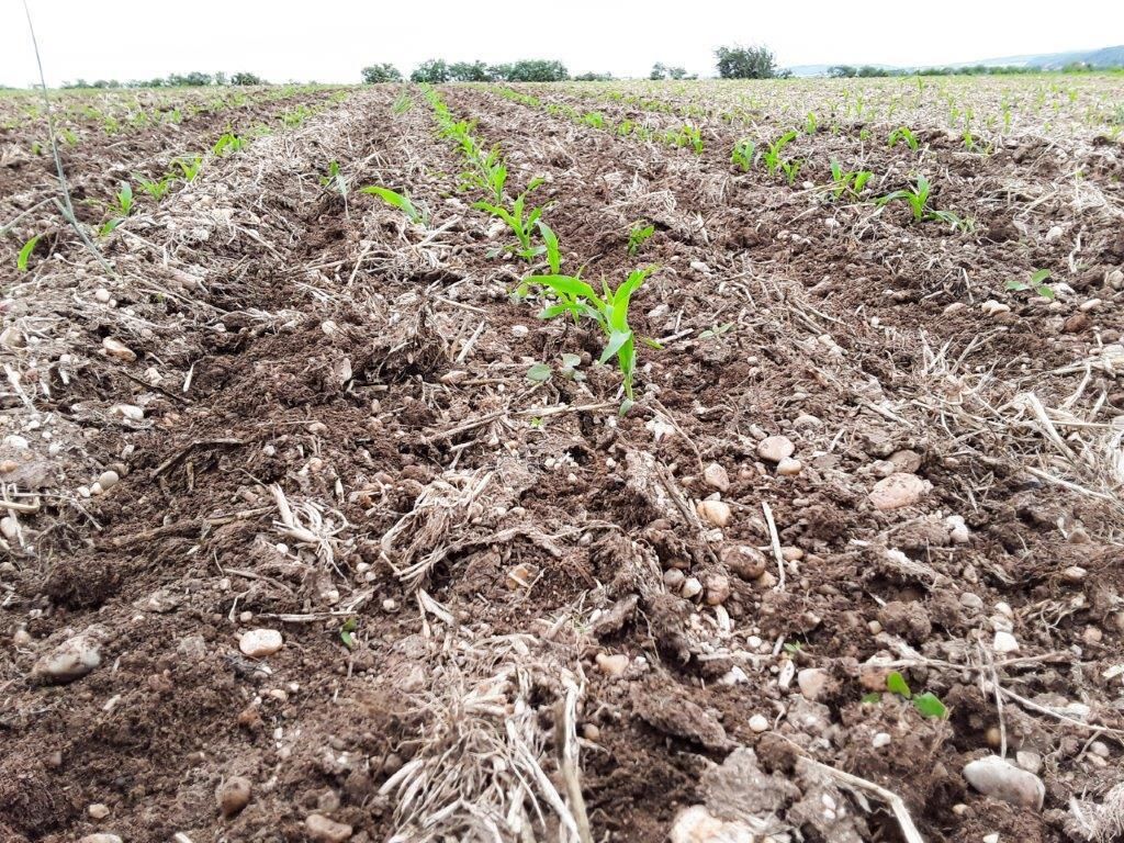Die winterharte Wickroggenbegrünung hinterließ eine sehr gute Mulchabdeckung bis in das Drei- bis Vierblattstadium von Mais (EiP-Standort Limberg, 2020). © Martin Fischl/LK Niederösterreich Die winterharte Wickroggenbegrünung hinterließ eine sehr gute Mulchabdeckung bis in das Drei- bis Vierblattstadium von Mais (EiP-Standort Limberg, 2020). © Martin Fischl/LK Niederösterreich