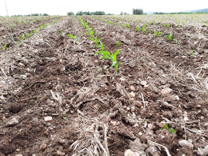 Die winterharte Wickroggenbegrünung hinterließ eine sehr gute Mulchabdeckung bis in das Drei- bis Vierblattstadium von Mais (EiP-Standort Limberg, 2020). © Martin Fischl/LK Niederösterreich Die winterharte Wickroggenbegrünung hinterließ eine sehr gute Mulchabdeckung bis in das Drei- bis Vierblattstadium von Mais (EiP-Standort Limberg, 2020). © Martin Fischl/LK Niederösterreich