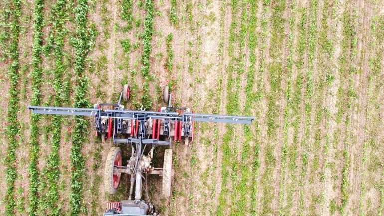 Zwischenreihenmulcher im Einsatz in Mais