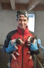 1 Schwein.jpg 1 Schwein.jpg