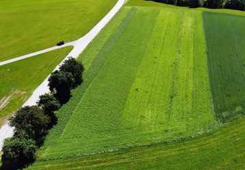 Knöllchenbonitur beim Impfversuch der BIO Lupine in Schlägl##+##8. Juli 2021