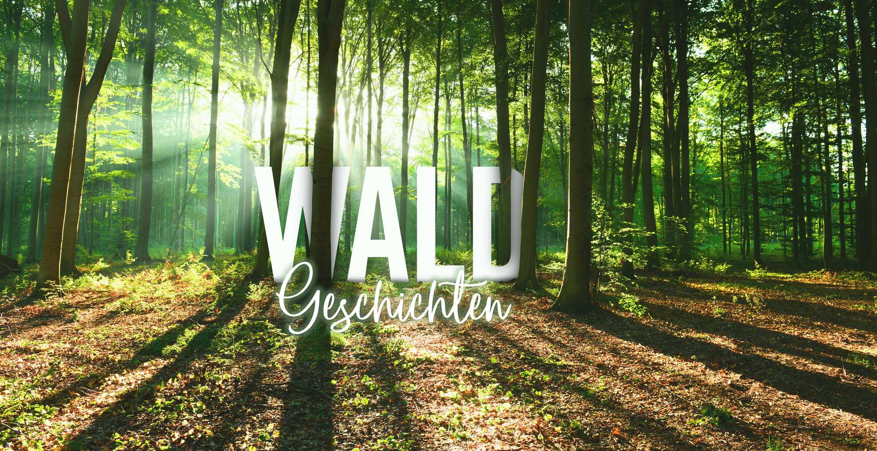 Sujet Waldgeschichten © AdobeStock_225598580 Sujet Waldgeschichten © AdobeStock_225598580