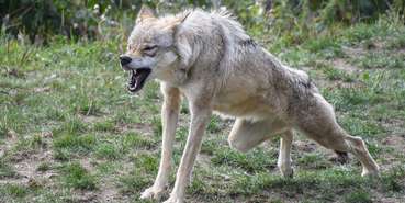 wolf-2872222 (1).jpg © Pixabay/Sagniez