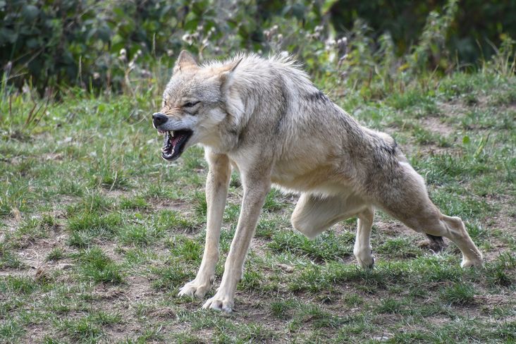 wolf-2872222 (1).jpg wolf-2872222 (1).jpg