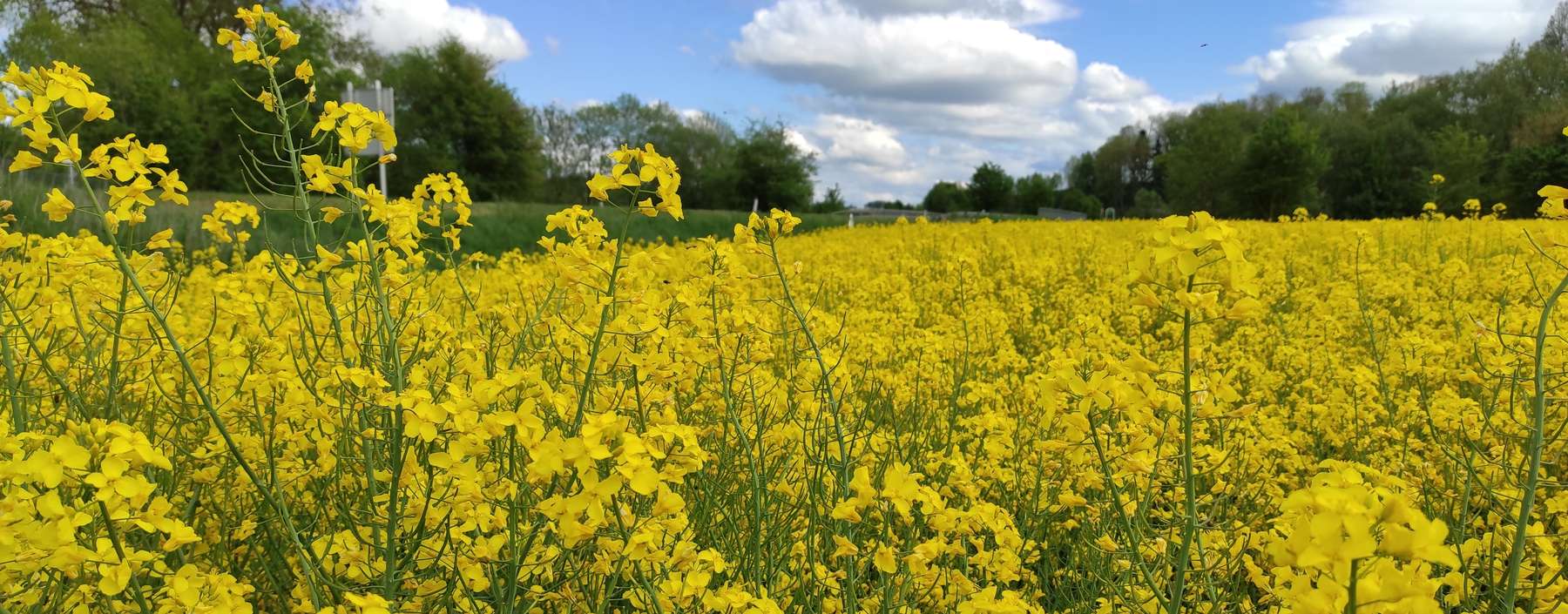 Rapsblüte.jpg © LK OÖ/Feitzlmayr