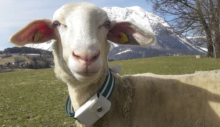 Schaf mit GPS Tracker.jpg