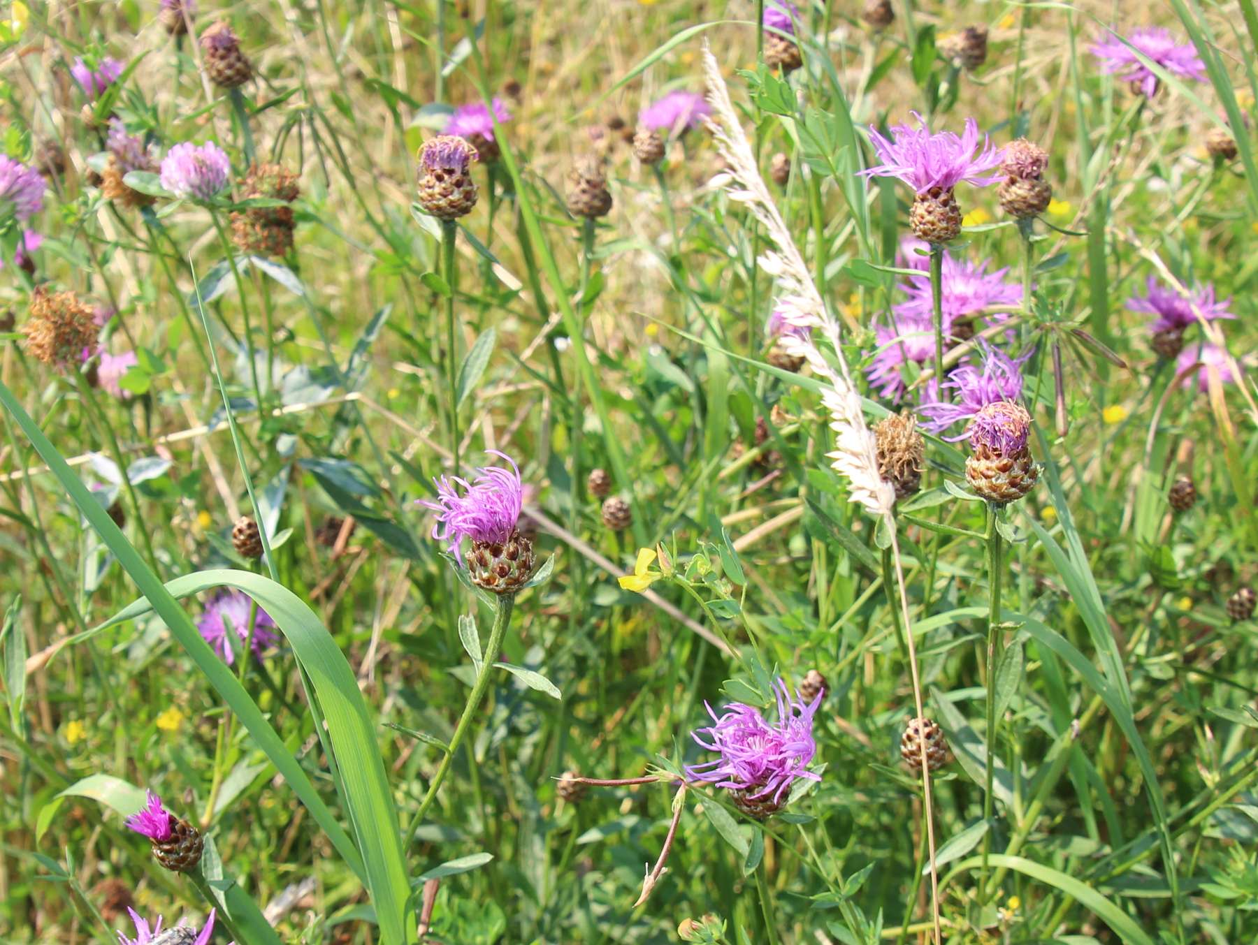 Wiesen Flockenblume (c) Oberlechner .jpg