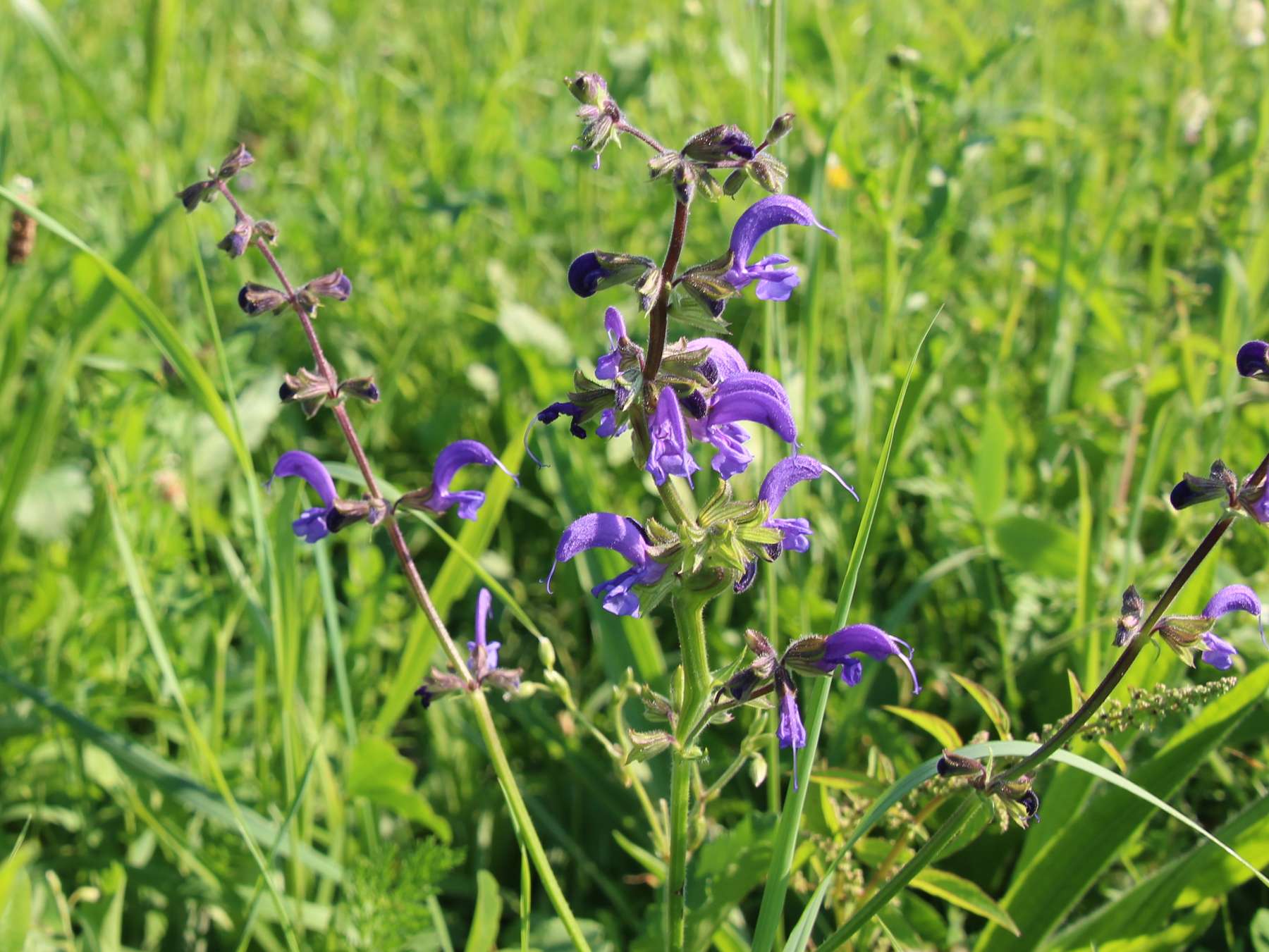 Wiesensalbei.jpg © Oberlechner Wiesensalbei.jpg © Oberlechner