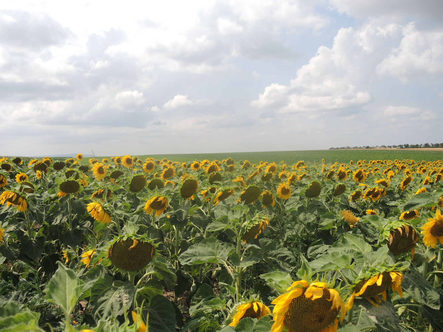 2021 Ernte © Andrea Uhl LK NÖ (3).jpg © Andrea Uhl LK NÖ 2021 Ernte © Andrea Uhl LK NÖ (3).jpg © Andrea Uhl LK NÖ