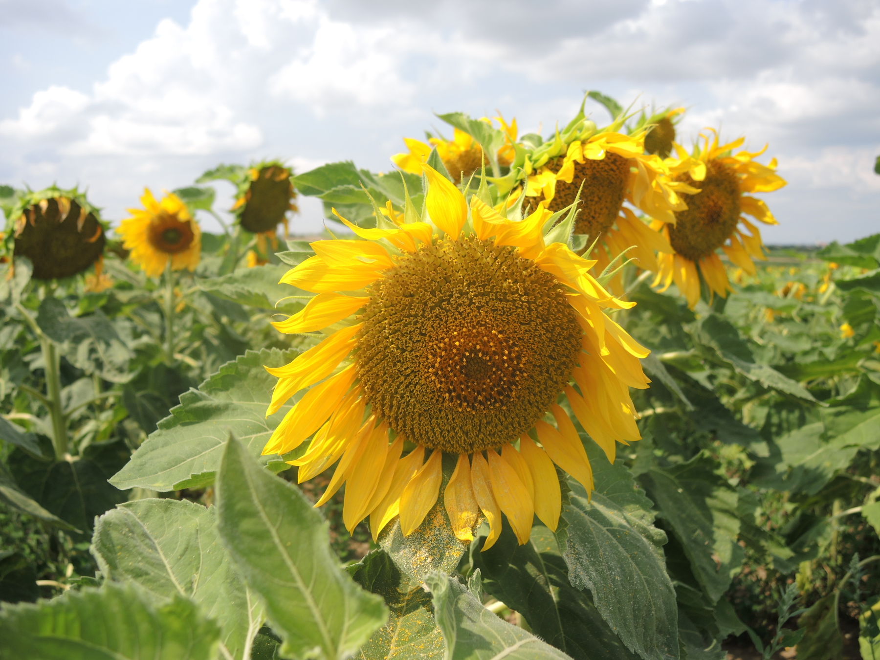 2021 Ernte © Andrea Uhl LK NÖ (4).jpg © Andrea Uhl LK NÖ 2021 Ernte © Andrea Uhl LK NÖ (4).jpg © Andrea Uhl LK NÖ