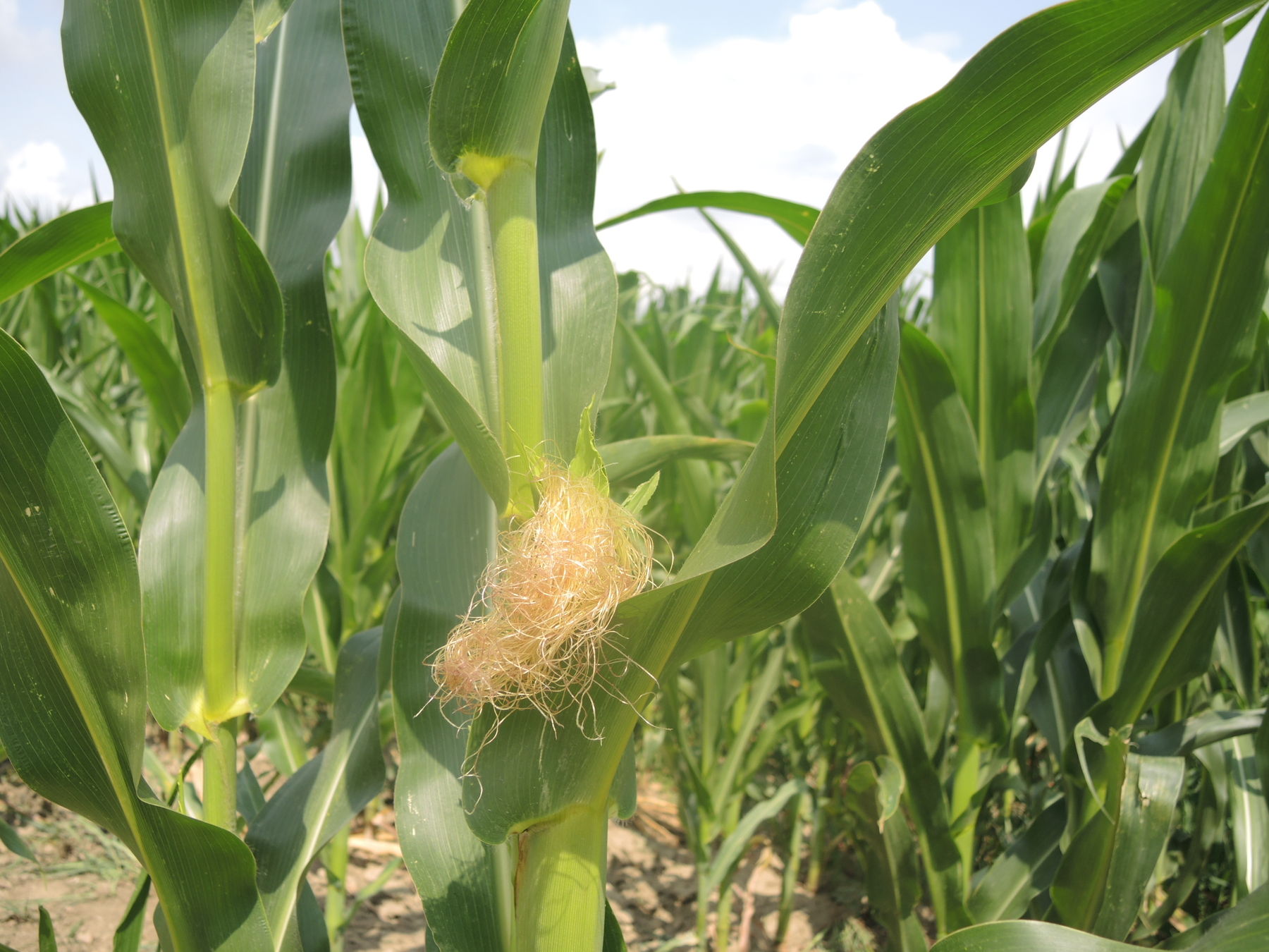 2021 Ernte © Andrea Uhl LK NÖ (26).jpg © Andrea Uhl LK NÖ 2021 Ernte © Andrea Uhl LK NÖ (26).jpg © Andrea Uhl LK NÖ